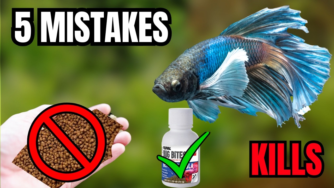 5 Betta Feeding Mistakes Almost Everyone Makes