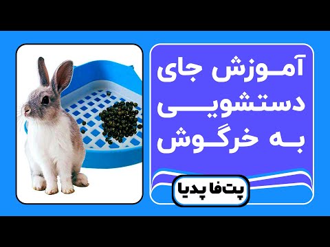 تصویری: چگونه به آموزش تعلیق یک خرگوش حیوان خانگی بپردازیم