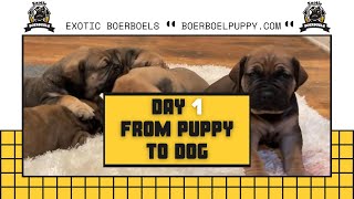 Boerboel Breeder tips 4 Newborns