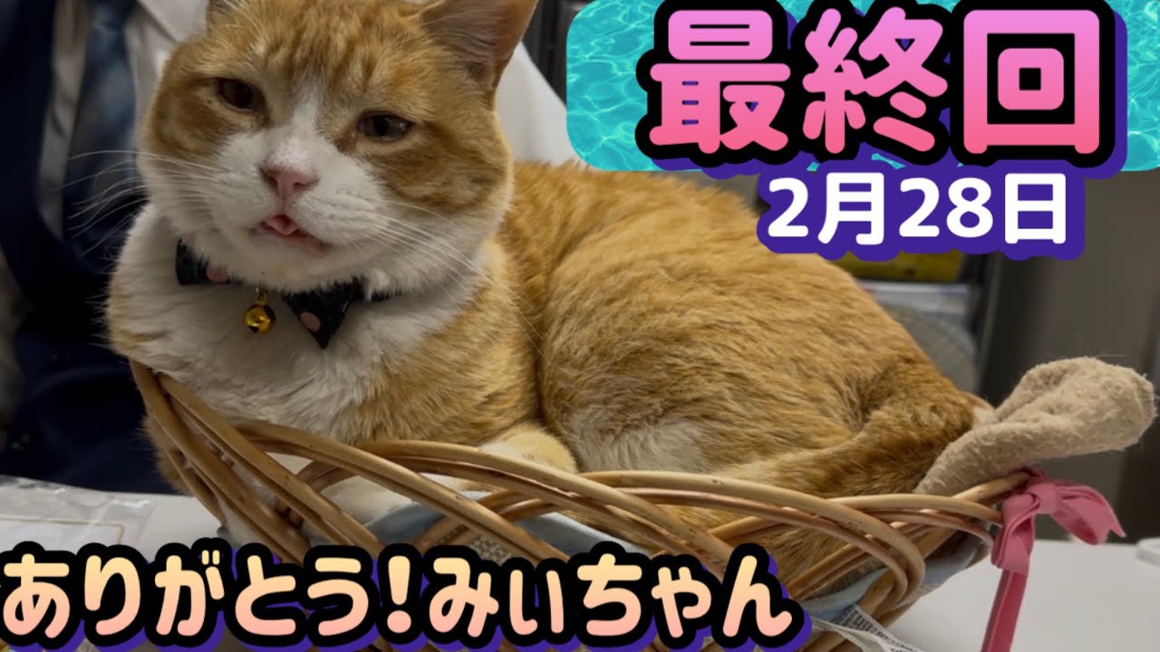 『最終回 地域猫みぃちゃん』みぃちゃんは元気です！