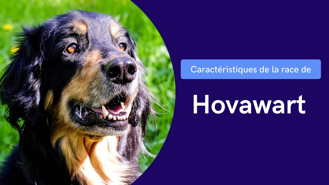 Caractéristiques De La Race De Hovawart 🦴
