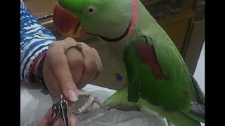 How to Cut Raw Parrot Nail From Nail Cutter|| Meethoo Nails Are Trimmed||Nail Trimming Of Raw Parrot