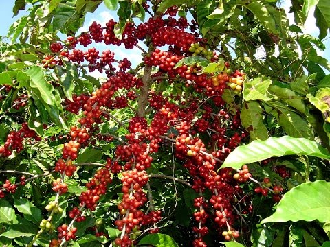 Vídeo: Planta de cafè de plantes d'interior: com cultivar una planta de cafè