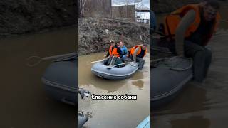 Спасение собаки в Оренбурге #Оренбург #орск #дамба #наводнение