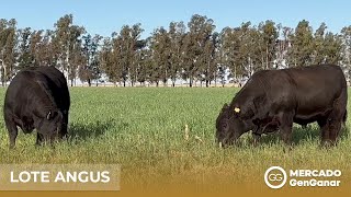 Video: Toro Angus Rp 20