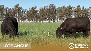 Video: Toro Angus Rp 17