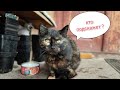 Кто подскажет, сколько беременность у кошек?