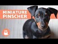 Miniature Pinscher – Characteristics, Care and Training の動画、YouTube動画。
