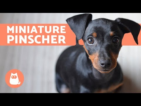 Video: Hvordan Mate En Miniature Pinscher Valp