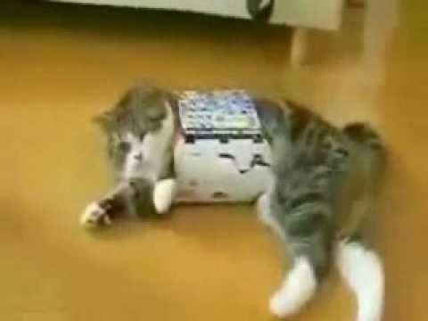  Fat  Cat  Small  Box FAIL YouTube