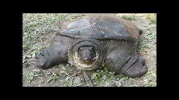 The black softshell turtle or Bostami turtle (Nilssonia nigricans)