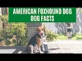 AMERICAN FOXHOUND DOG - Top Dog Facts About the American FOXHOUND の動画、YouTube動画。