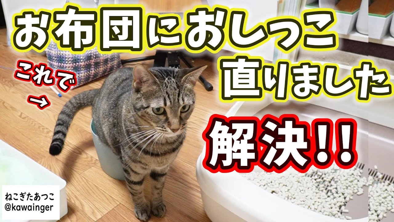 【トイレの失敗これで解決!!】お布団でおしっこしちゃう猫ちゃん対策！