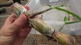 Sugarcane Cutting RESULTS! Which Method Worked Best?