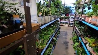 Plant Haul! Shopping For Plants at Lowes and Good Gift Plants From Walmart Lowes and The Home Depot