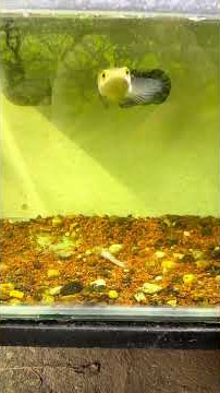 https://vt.tiktok.com/ZSkW1fAYT/ #cabaymau #guppy #aquarium #traicabetta #channa #fishtank #caloc