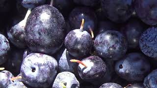 видео: Медведь разграбил третье зимовье. Сбор голубики. Якутия. картинка: Медведь разграбил третье зимовье. Сбор голубики. Якутия.