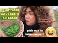 AKHIRNYA BISA PANEN SAYUR GRATIS DI LADANG LAGI..!!