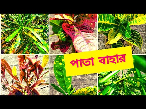 MY CROTON COLLECTION || আমার ক্রোটন গাছের সংগ্রহ || পাতা বাহার || VARIETY OF CROTON || PATA BAHAR