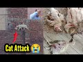 Billi 🐈 Choza Utta Ka La Gai - Cat Attack On Mini Chicks Gang 😭 || 3mbvlogs