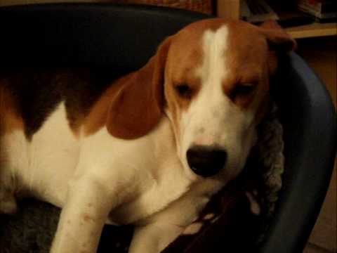 Steroid responsive meningitis beagle