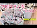 【多肉植物】プロリフィカの植え替え / 簡単！多肉の土を配合