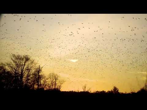 Ducks swarming at White Oaks Duck Woods South