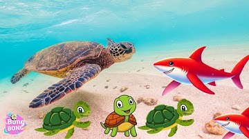 🐢🌊 BÀI HÁT RÙA BIỂN XANH VUI NHỘN | VUI HỌC CÙNG RÙA XANH | CA NHẠC THIẾU NHI VUI NHỘN 🎶