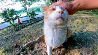 公園を歩いていたらよく喋る野良猫が話し掛けてきたので止まってナデナデしてきた
