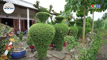 Nhịp sống muôn màu: Cụ ông đam mê với tạo hình cây cảnh | LONG AN TV