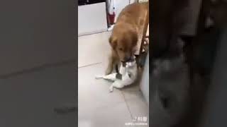 Котэ в студию. Собака тащит кота!🙀 Котэ в студию. Собака тащит кота!🙀