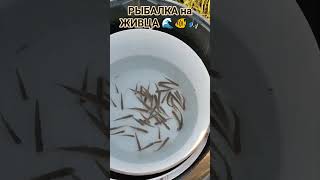 РЫБАЛКА на ПОПЛАВОЧНУЮ удочку💦 природа🌿🍃 отдых🏖 лес🌳 река ⚓💧⚓💧