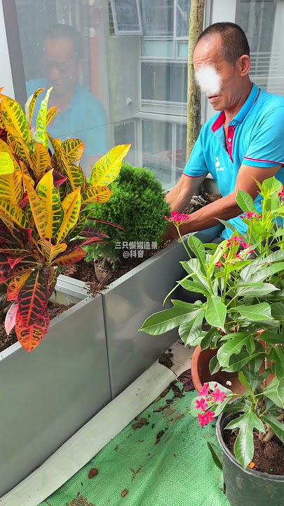 Create a bougainvillea garden on the balcony #My flowers and plants 🌸🌸 #Bougainvillea #