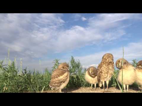 burrowing-owls-2016