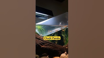 Các dòng cá chuột mình đang nuôi phần 1 | Chuột Panda #aquarium #corydoras #sonthuysinhchualanh