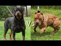 Ротвейлер против Питбуля!
КТО СИЛЬНЕЕ?
Rottweiler VS Pitbull!
WHO IS STRONGER?