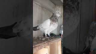 79 Wala Breeder Male Pigeon Bird
