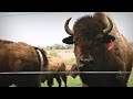 Raising Bison | Iowa Ingredient