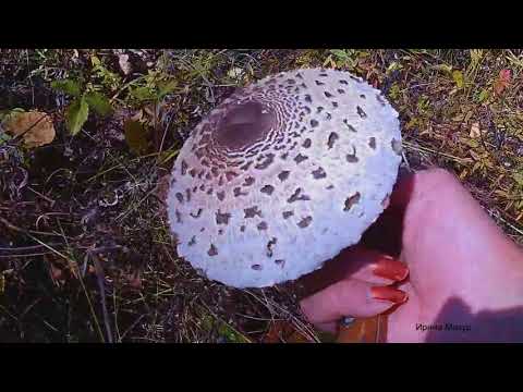 Полезные и лечебные свойства грибов Зонтиков. mushroom umbrella.