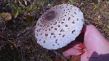 Полезные и лечебные свойства грибов Зонтиков. mushroom umbrella.