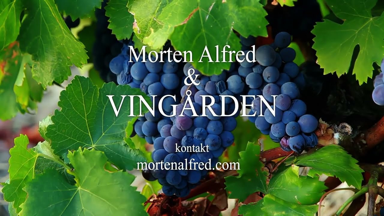 Morten Alfred & Vingården: Vals til en Gammel Svensk Dame