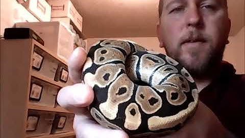 Our Ball Python Collection Part 2