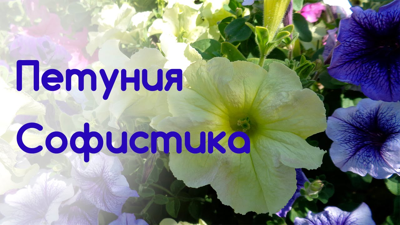 Петуния Софистика - YouTube