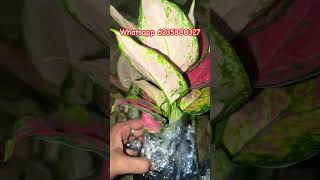 അപ്പൊ കാര്യങ്ങൾ ഇങ്ങനെയൊക്കെയാണ്.. #surumisgarden #6235800327 #indoorplants