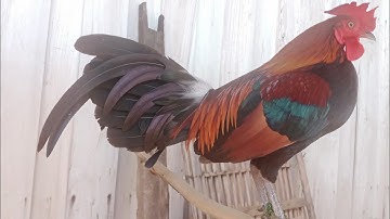 qaib qus liab f1 hawj dib tau 15/11/2022.