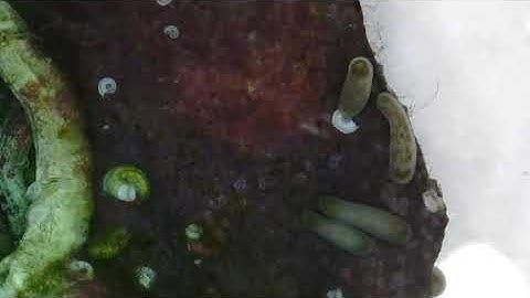 Pocillopora damicornis (P. acuta) coral reproduction