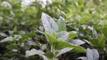 The Obscure Season "4 fragments of the brokensoul I" (Official videoclip)