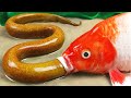 Stop Motion ASMR - Experiment Golden Carp , Giant Eel Hunting Catfish , Primitive Cooking Mud Hole