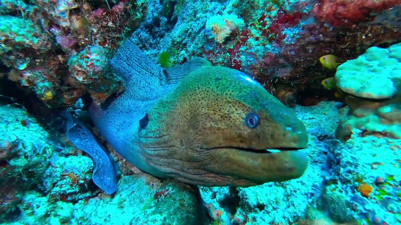 22 12 12 Thailande Similan KhoBangu