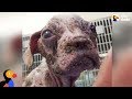 Sick Puppy Makes Incredible Comeback - LIBRE | The Dodo